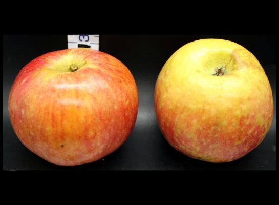 Two Red Apples
