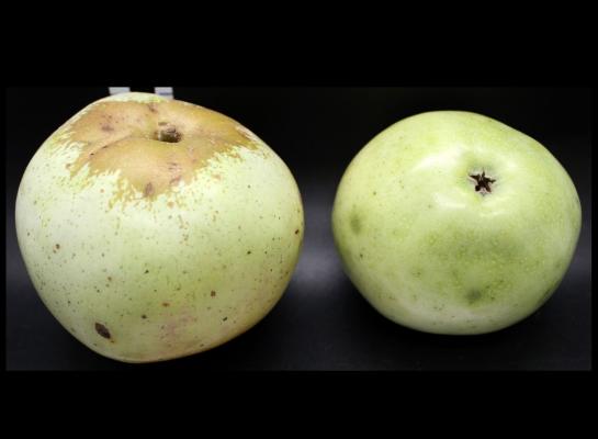 two green apples