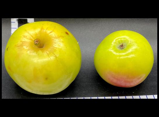 Two Yellow Apples