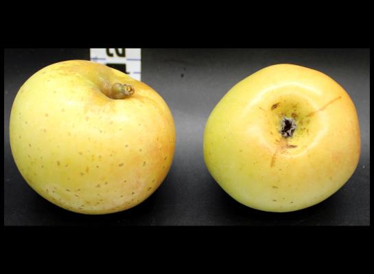 Two Yellow Apples
