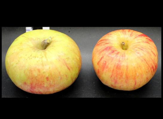 Two Red Apples