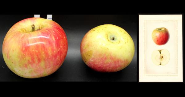 Two Red Apples with watercolor