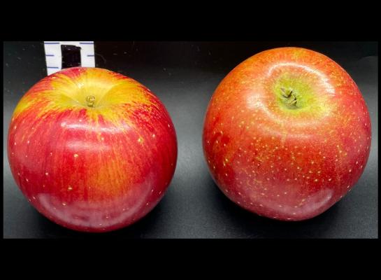 Two Red Apples