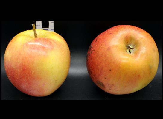 Two Red Apples
