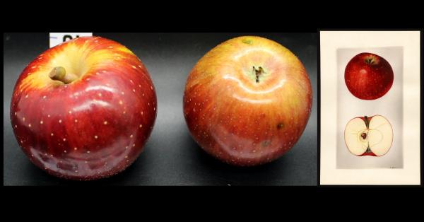 Two Red Apples with watercolor