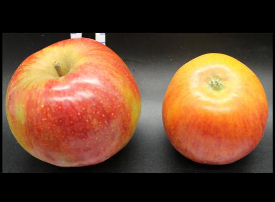 Two Red Apples