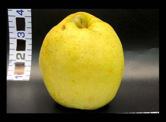 One Yellow Apple