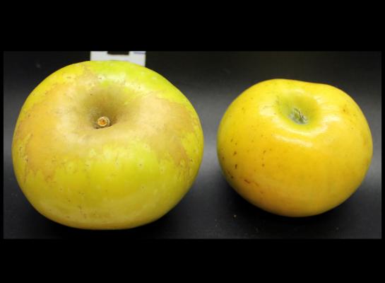Two Yellow Apples