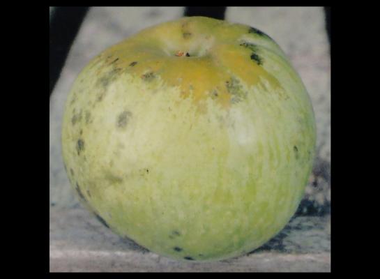 One Green Apple