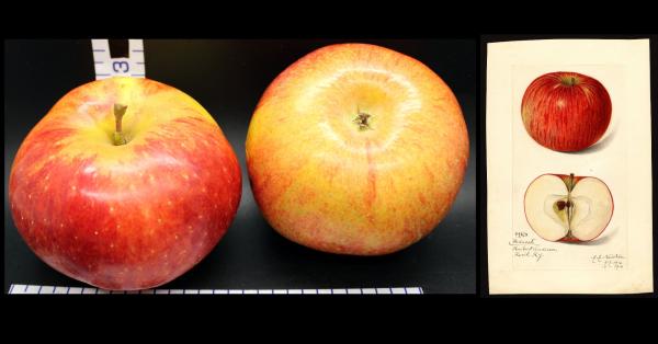 Two Red Apples with watercolor