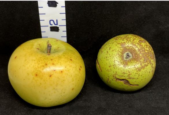 Two Yellow Apples