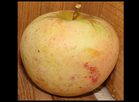 one green apple