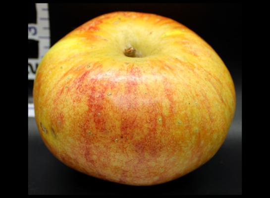 One Red Apple