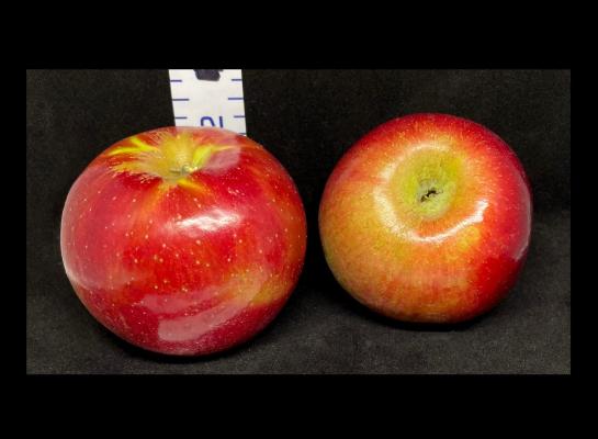 Two Red Apples