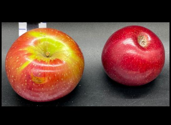 Two Red Apples