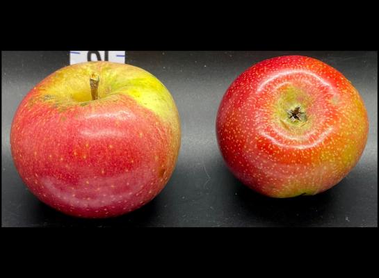 Two Red Apples