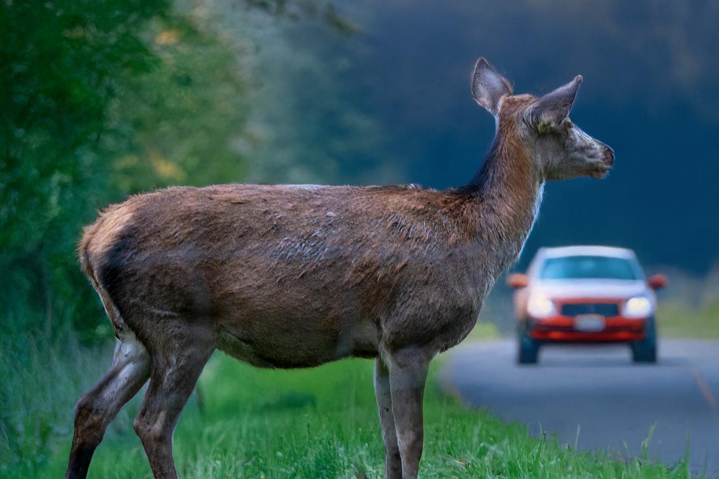Deer with car in background