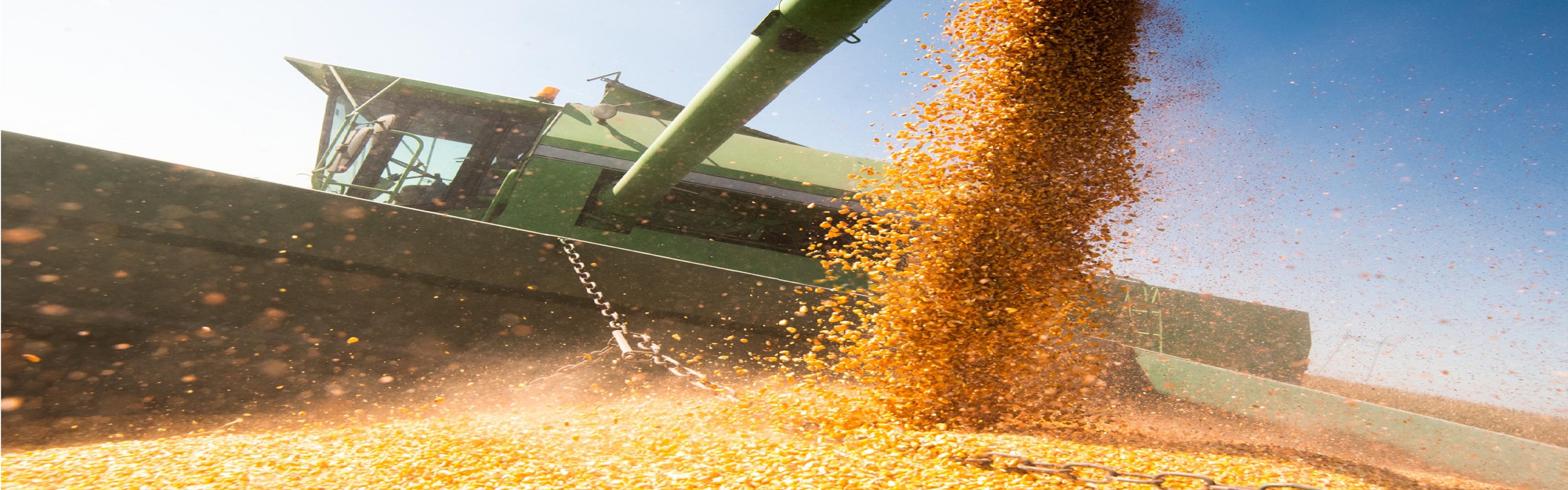 Corn harvest machine in action