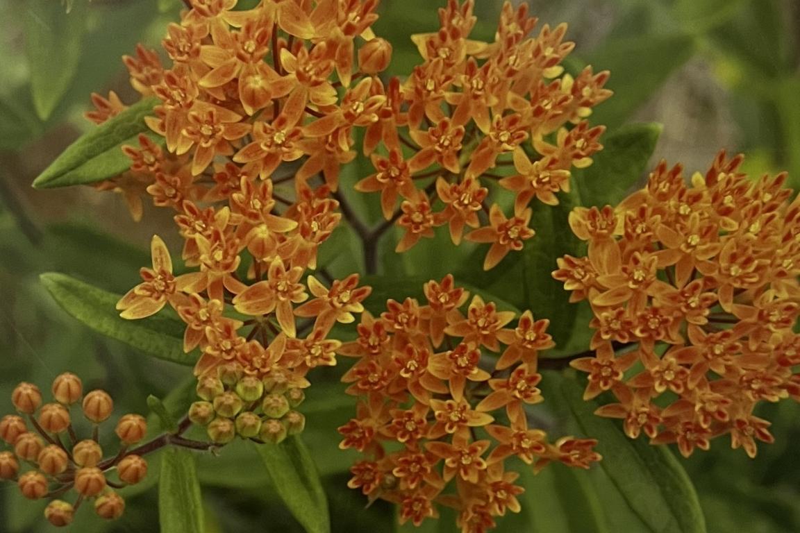 A photo of butterfly weed, an orange flower