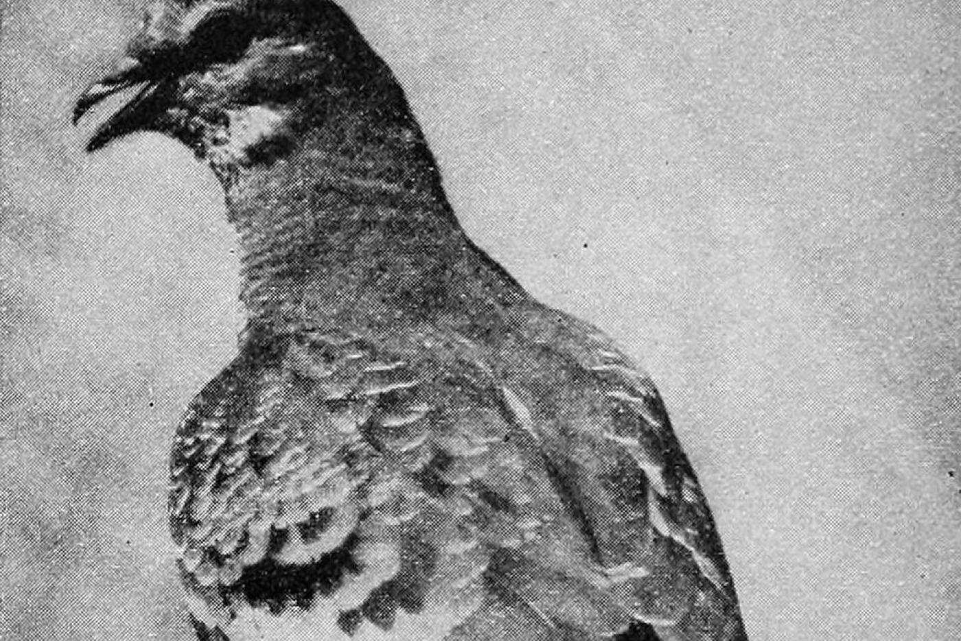 passenger pigeon