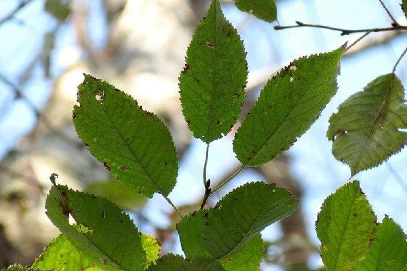 leaves with tree in background