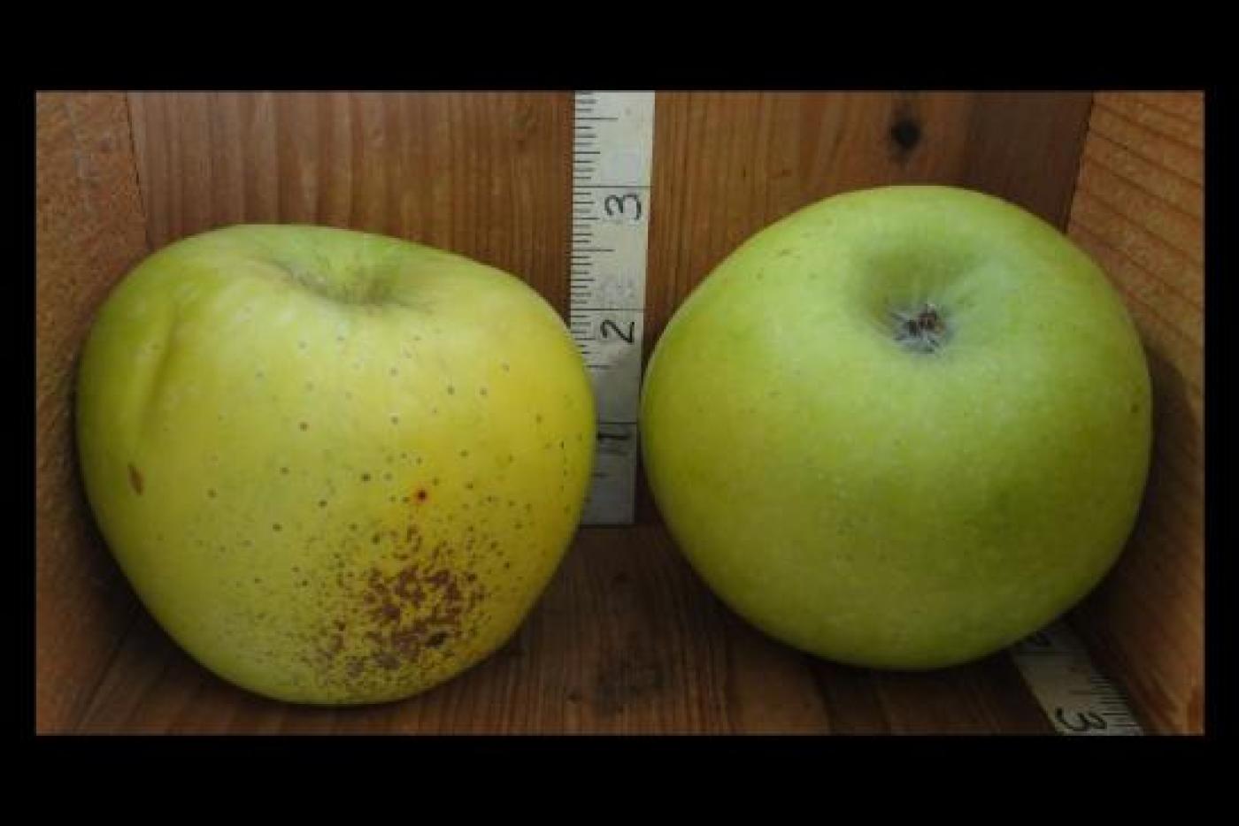 Two green apples against a wood background