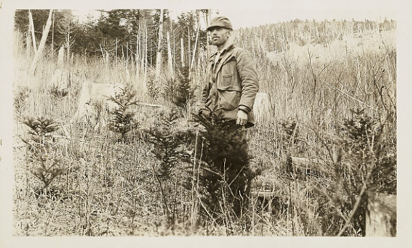 man pulling a tree from the ground