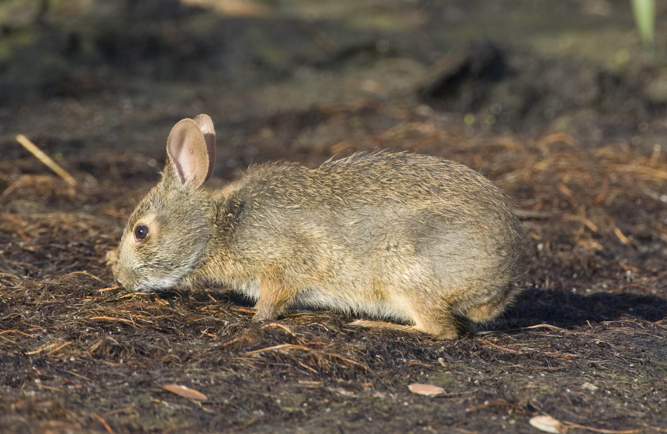 Marsh Rabbit | NC Wildlife