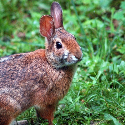 Canyon Rabbit Research Underway on an Elusive Mountain Rabbit that may be Impacted by ...