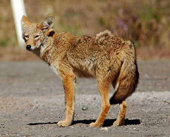 Coyote-Workshops NC Wildlife