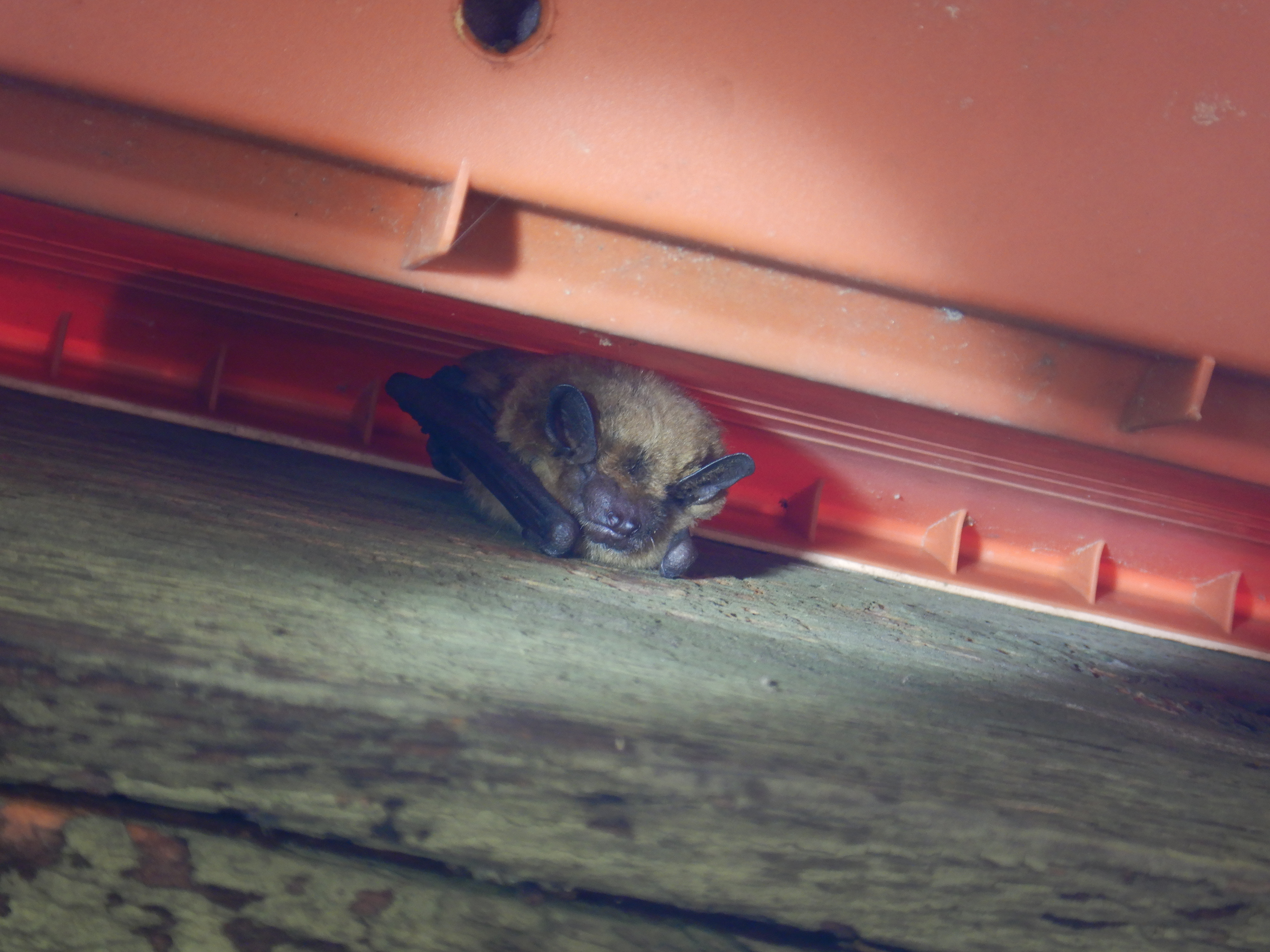 Repair Homes Now Before Bat Pupping Season | NC Wildlife