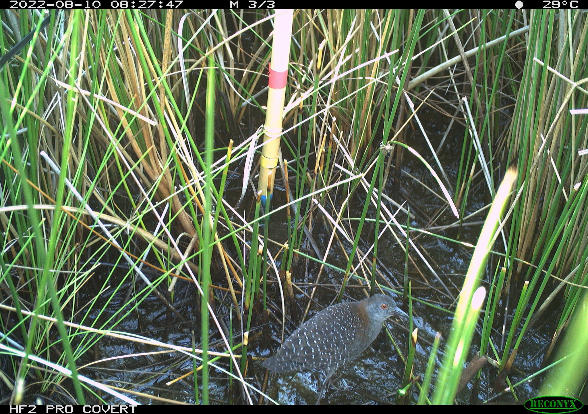 Eastern Black Rail Needs Our Help to Survive | NC Wildlife