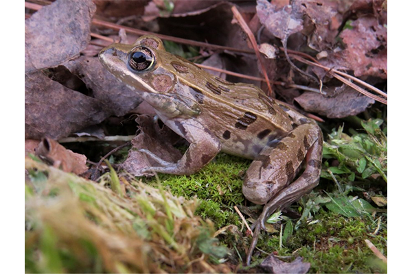 Atlantic Coast Leopard Frog | NC Wildlife
