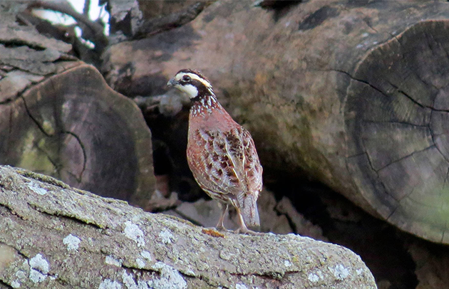 Quail In Iowa Northern Bobwhite Quail | NC Wildlife