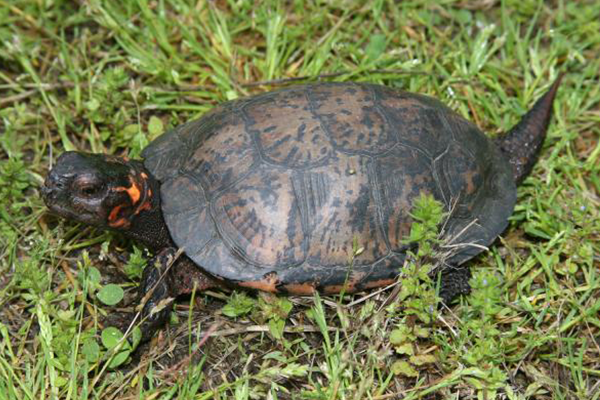 Bog Turtle | NC Wildlife