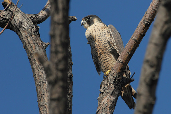 Peregrine Falcon | NC Wildlife