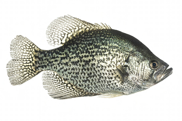 natdiglib_31942_blackcrappie_R