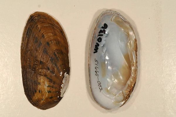 Kentucky Shells Kidneyshell | NC Wildlife
