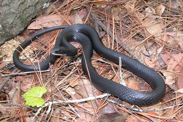 melanotic racer snake Racer