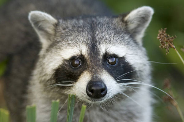 Raccoon | NC Wildlife