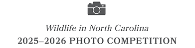 Wildlife in North Carolina Photo Competition