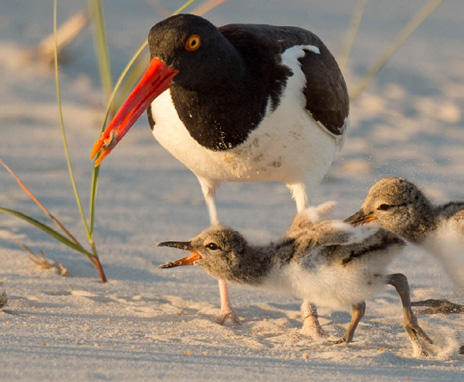 an American Oystercatcher and two chicks forage at the beach