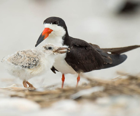 a Black Skimmer with its chick