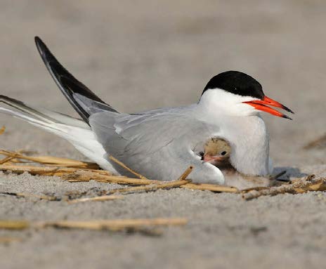 a Common Tern nestles on sand