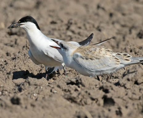 a female Gull-billed Tern chatters at a male Gull-billed Tern on the beach