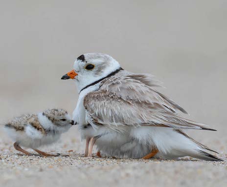 A female Piping Plover with a chick on the sand