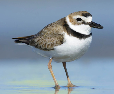 a Wilson's Plover stands on wet sand at the ocean shore