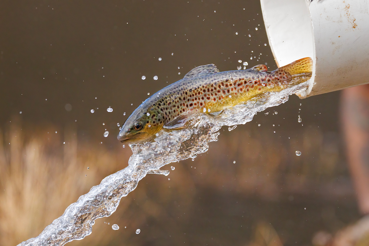 Wildlife Agency Posts Delayed Harvest Fall 2026 Mountain Trout Stocking ...