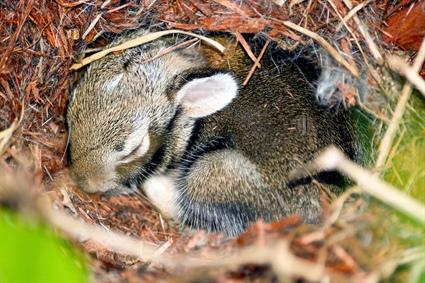 Eastern Cottontail Bunny