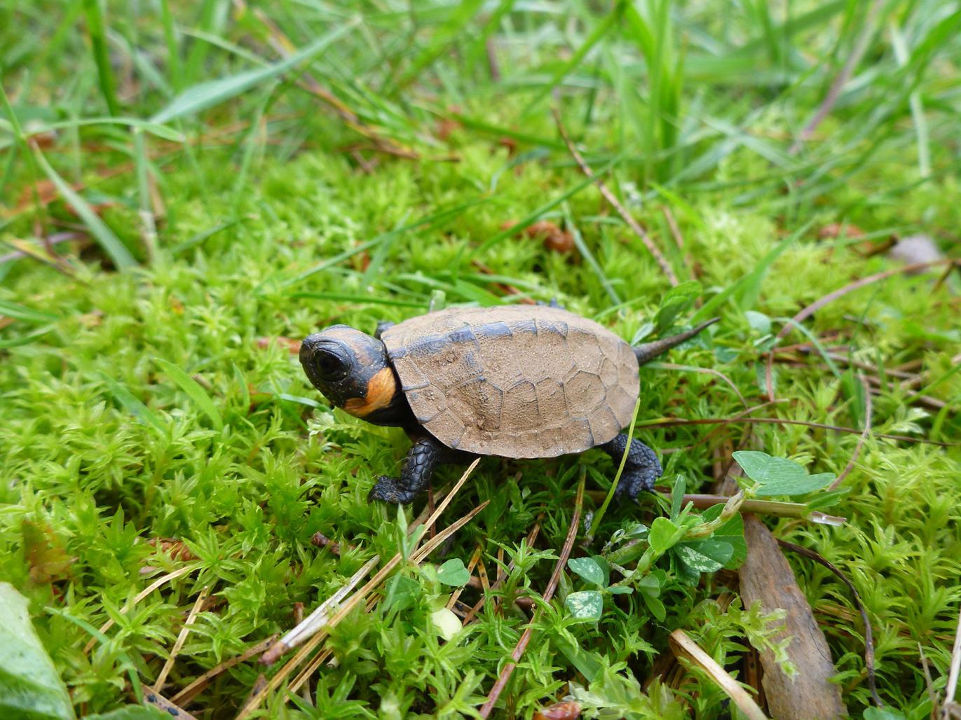 Juvenile bog turtle